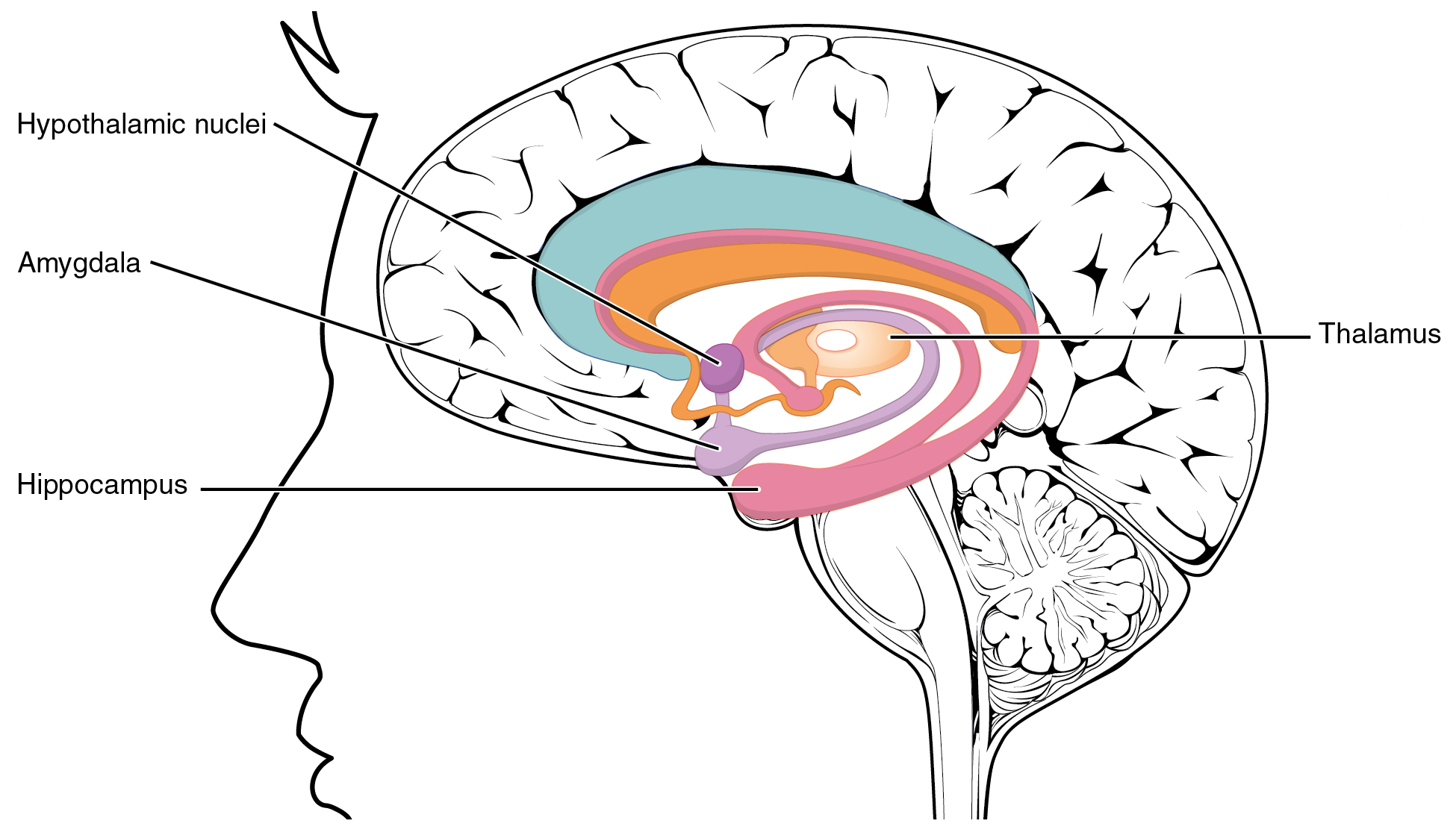 Line drawing of the human brain identifying parts of the limbic lobe, including the thalamus, hypothalamus, and amygdala.