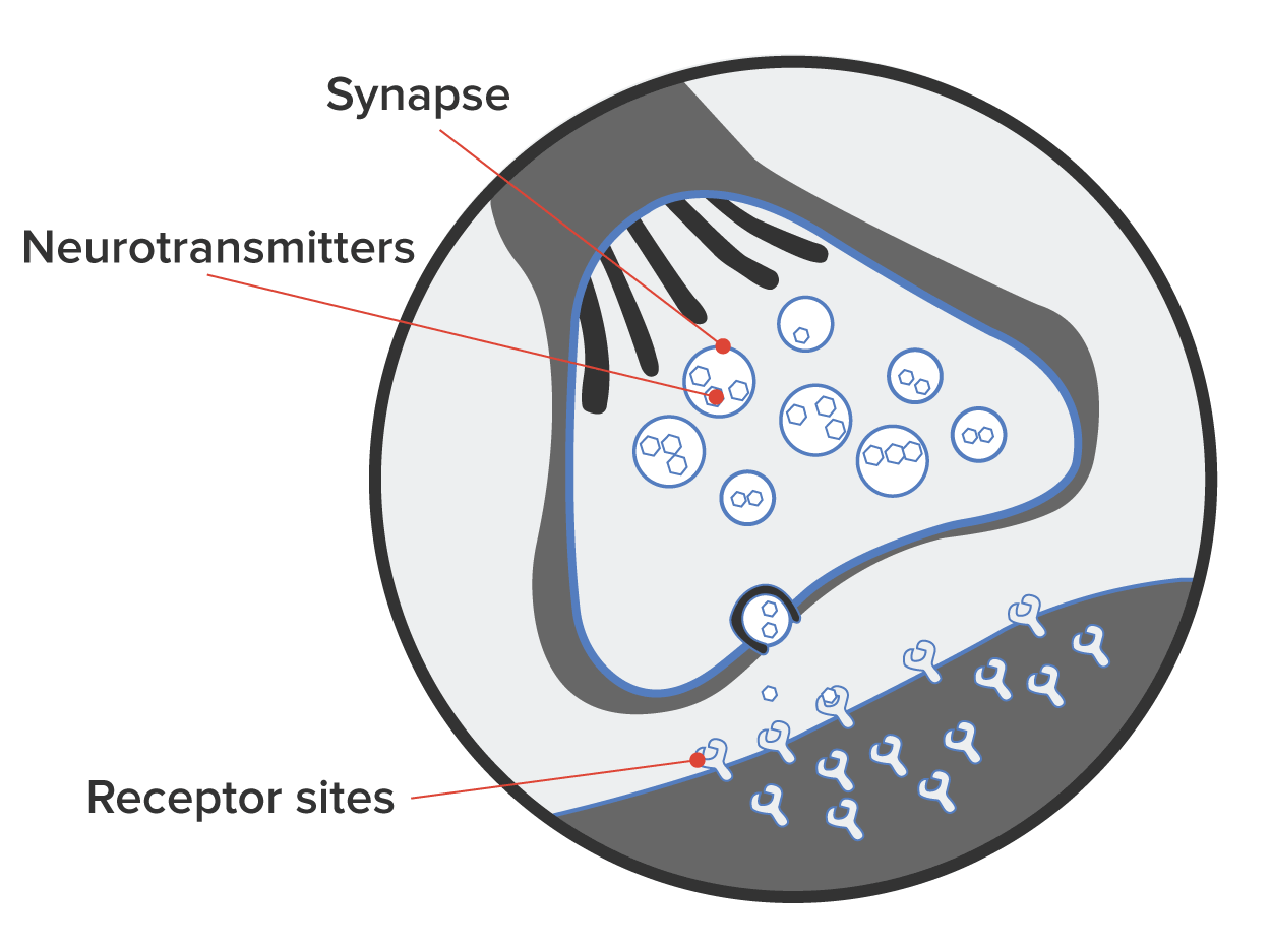 Illustration of a synapse between two neurons, showing neurotransmitters and receptor sites.