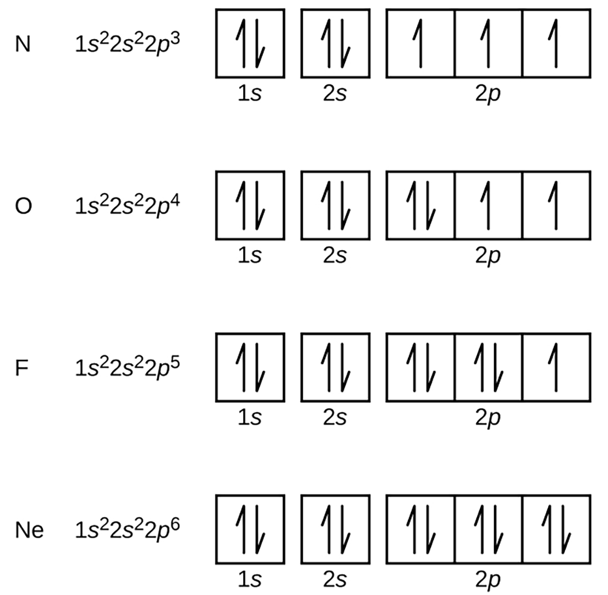 The element N is nitrogen, which has an electron configuration of 1s22s22p3 which is represented with a box for the 1s orbital with 1 arrow pointing up and one arrow pointing down within the box for the 2 electrons of 1s2 and a box with 1 arrow pointing up and one arrow pointing down within the box for the 2 electrons of 2s2...together these two boxes represent 1s22s2. There are three boxes that represent the three equivalent 2p orbitals. There is one arrow pointing up in all three boxes to represent 2p3. Together these 5 boxes represent 1s22s22p3. The element O for oxygen has an electron configuration of 1s22s22p4.  The element F for fluorine has an electron configuration of 1s22s22p5. The element Ne for neon has an electron configuration of 1s22s22p6. The boxes used to represent the electron configuration of oxygen are the same as nitrogen except for the three boxes that represent the 2p orbitals have two arrows in the first box (one up and one down) and one arrow each (facing up) in the second and third box. The boxes used to represent the electron configuration of fluorine are the same as nitrogen except for the three boxes that represent the 2p orbitals have two arrows in the first and second box (one up and one down) and one arrow (facing up) in the third box. The boxes used to represent the electron configuration of neon are the same as nitrogen except for the three boxes that represent the 2p orbitals have two arrows in all three boxes (one up and one down).