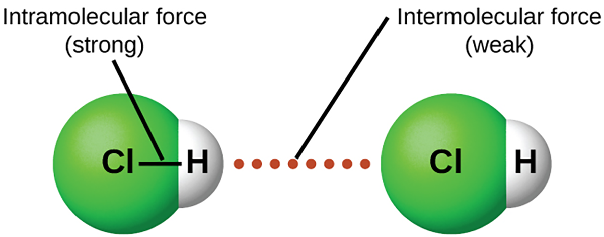Intramolecular forces keep a molecule intact. Intermolecular forces hold multiple molecules together and determine many of a substance’s properties