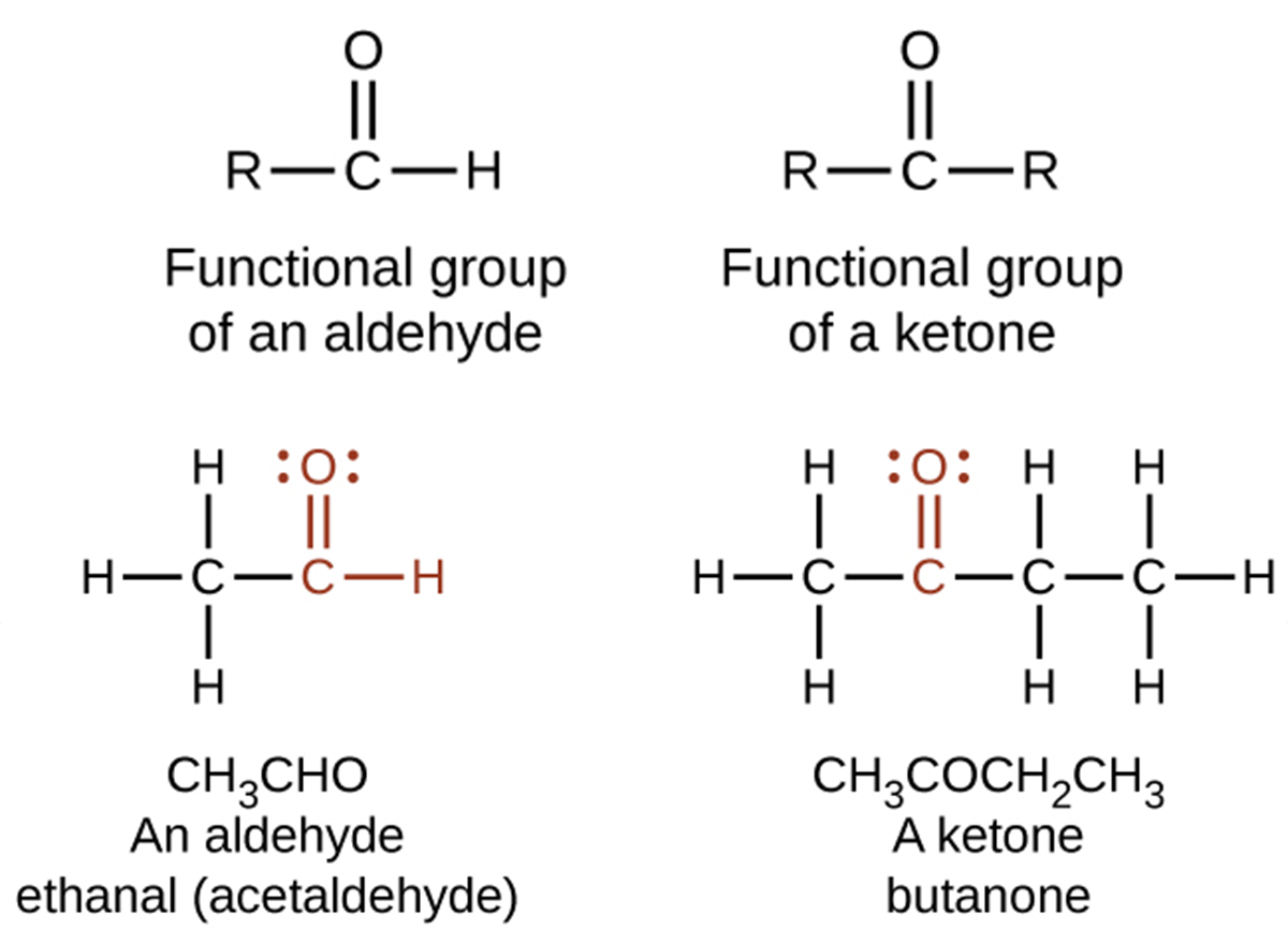 Five structures are shown. The first is a C atom with an R group bonded to the left and an H atom to the right. An O atom is double-bonded above the C atom. This structure is labeled, “Functional group of an aldehyde.” The second structure shows a C atom with R groups bonded to the left and right. An O atom is double-bonded above the C atom. This structure is labeled, “Functional group of a ketone.” The third structure looks exactly like the functional group of a ketone. The fourth structure is labeled C H subscript 3 C H O. It is also labeled, “An aldehyde,” and “ethanal (acetaldehyde).” This structure has a C atom to which 3 H atoms are bonded above, below, and to the left. In red to the right of this C atom, a C atom is attached which has an O atom double-bonded above and an H atom bonded to the right. The O atom as two sets of electron dots. The fifth structure is labeled C H subscript 3 C O C H subscript 2 C H subscript 3. It is also labeled, “A ketone,” and “butanone.” This structure has a C atom to which 3 H atoms are bonded above, below, and to the left. To the right of this in red is a C atom to which an O atom is double-bonded above. The O atom has two sets of electron dots. Attached to the right of this red C atom in black is a two-carbon atom chain with H atoms attached above, below, and to the right.