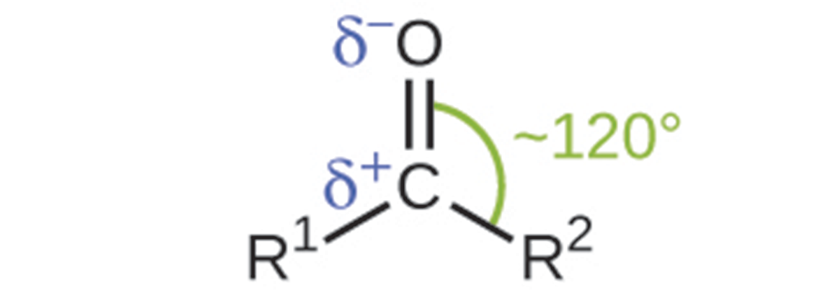 This structure shows a central C atom to which an O atom is double-bonded above. To the lower left, R superscript 1 is bonded and to the lower right, R superscript 2 is bonded. A Greek lowercase delta superscript plus appears to the left of the C and just above the bond with R superscript 1. Similarly, a Greek lowercase delta superscript negative sign appears to the left of the O atom. An arc is drawn from the double bond that links the C atom and the O atom to the bond that links the C atom to the R superscript 2 group. This arc is labeled approximately 120 degrees.