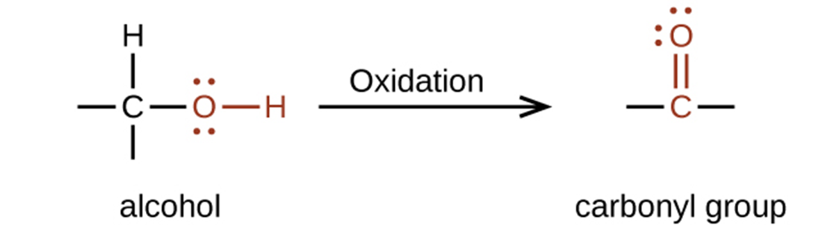 A reaction is shown. On the left appears an alcohol and on the right, a carbonyl group. Above the reaction arrow appears the word “oxidation.” The alcohol is represented as a C atom with dashes to the left and below, an H atom bonded above, and an O atom bonded to an H atom in red connected to the right. The O atom has two sets of electron dots. The carbonyl group is indicated in red with a C atom to which an O atom is double-bonded above. Dashes appear left and right of the C atom in black. The O atom has two sets of electron dots.
