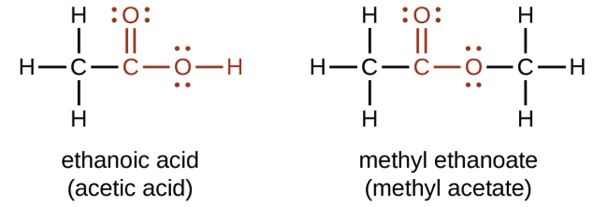 A chemical reaction is shown. On the left, a C H subscript 3 group bonded to a red C atom. The C atom forms a double bond with an O atom which is also in red. The C atom is also bonded to an O atom which is bonded to an H atom, also in red. A plus sign is shown, which is followed by H O C H subscript 2 C H subscript 3. The H O group is in red. Following a reaction arrow, a C H subscript 3 group is shown which is bonded to a red C atom with a double-bonded O atom and a single bonded O. To the right of this single-bonded O atom, a C H subscript 2 C H subscript 3 group is attached and shown in black. This structure is followed by a plus sign and H subscript 2 O. The O atoms in the first structure on the left and the structure following the reaction arrow have two pairs of electron dots.