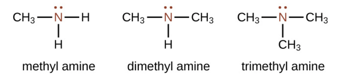 Three structures are shown, each with a red, central N atom which has a pair of electron dots indicated in red above the N atoms. The first structure is labeled methyl amine. To the left of the N, a C H subscript 3 group is bonded. H atoms are bonded to the right and bottom of the central N atom. The second structure is labeled dimethyl amine. This structure has C H subscript 3 groups bonded to the left and right of the N atom and a single H atom is bonded below. The third structure is labeled trimethyl amine, which has C H subscript 3 groups bonded to the left, right, and below the central N atom.