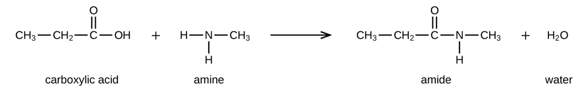 A chemical reaction is shown between a carboxylic acid and amine to form an amide and water. Structures are shown. The carboxylic acid is shown as a C H subscript 3 group bonded to a C H subscript 2 group bonded to a C atom with a double-bonded O atom above and an O H group bonded to the right. There is a plus sign. The amine is shown as an N atom with two H atoms bonded to the bottom and left sides. A C H subscript 3 group is bonded to the right side of the N atom. To the right of an arrow, an amide is shown as a C H subscript 3 group bonded to a C H subscript 2 group bonded to a C atom which is double bonded to an O atom above and an N with an H atom bonded below. The N atom is bonded to a C H subscript 3 group. The final product indicated after a plus sign is water, H subscript 2 O.