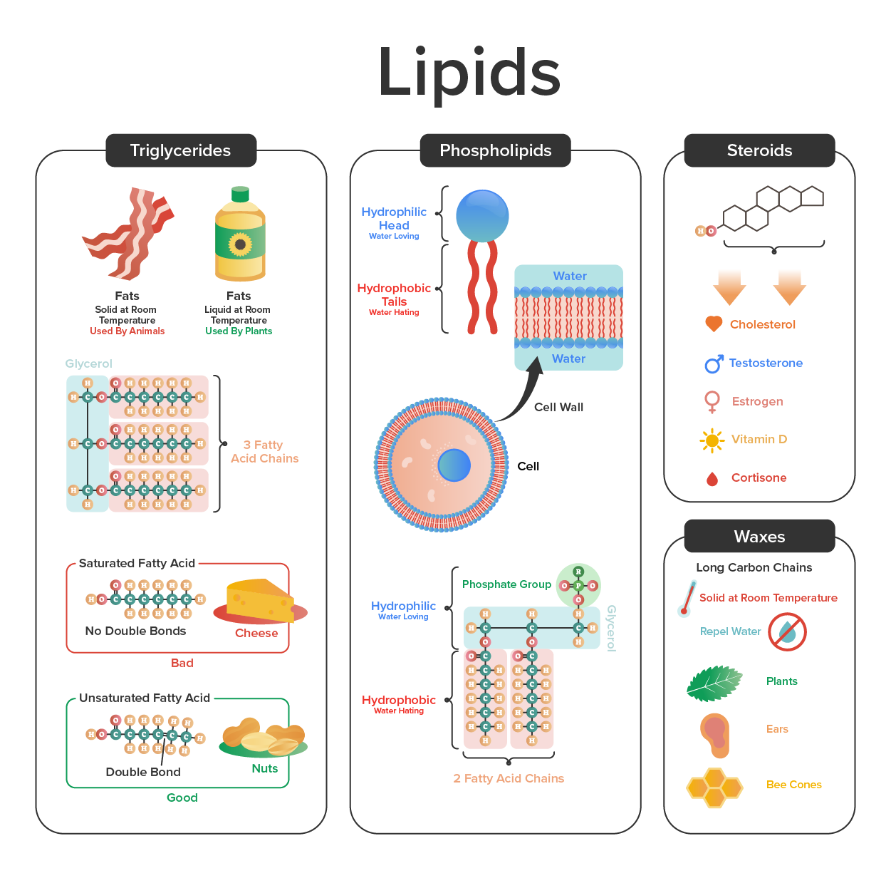 Diagram that shows different types of lipids. Triglycerides are on the left, phospholipids are in the center, steroids and waxes are on the right. Triglycerides include fats and oils. There is an image of the chemical structure of fatty acid chains. Structural fatty acid includes cheese. Double bonds include nuts. In the phospholipids section, it shows hydrophilic head water leaving and the hydrophobic tails water heating. Beneath that shows the phosphate group, hydrophilic water leaving, and hydrophobic water heating. Under the steroids section, it shows the 4 carbs based rings. Those transform into cholesterol, testosterone, estrogen, vitamin D, and cortisone. In the waxes section it shows long carbon chains, solid at room temperature, repel water, plants, ears, and bee cones.