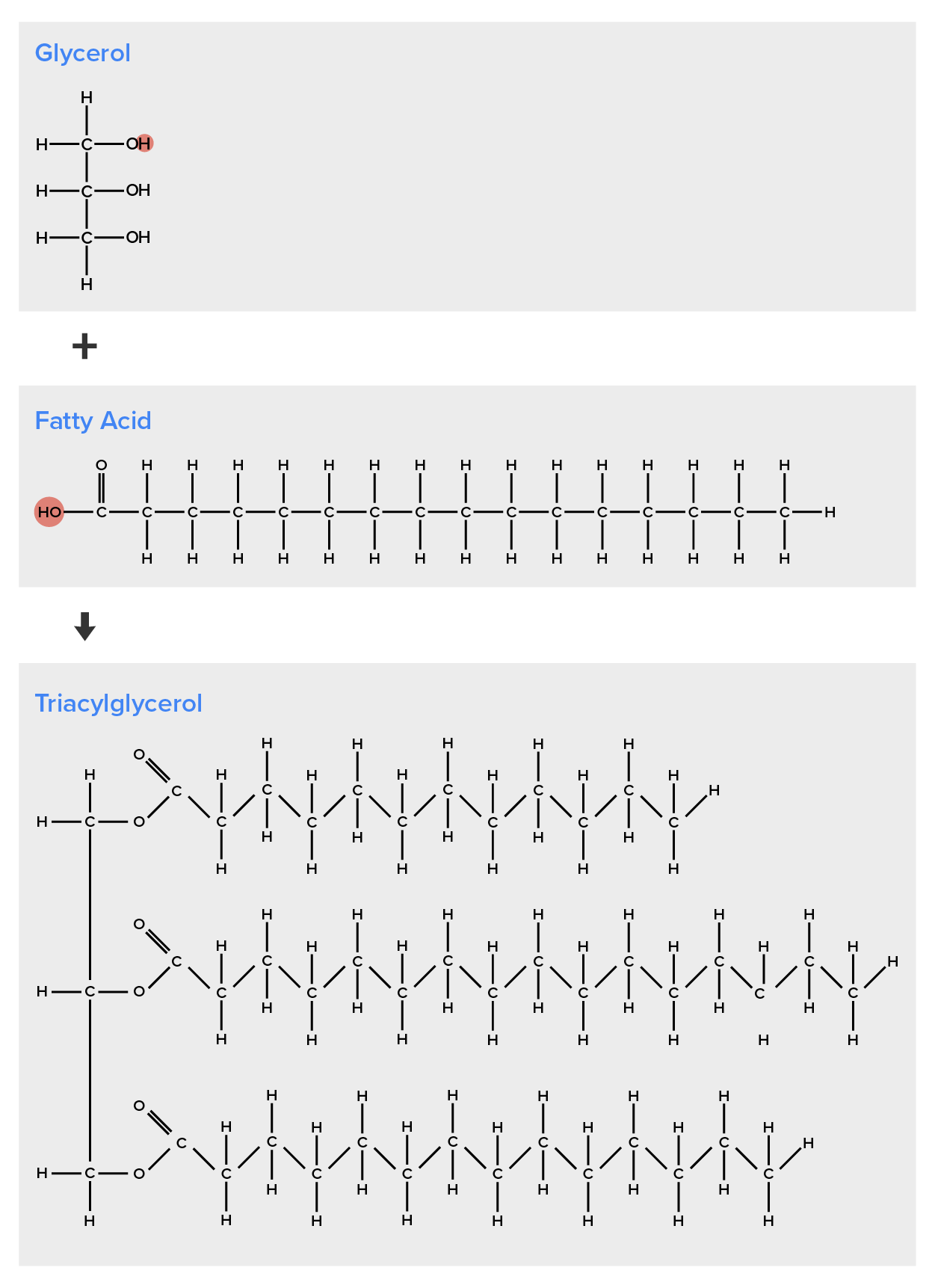 Chemical structures of glycerol, fatty acid, and triacylglycerol.