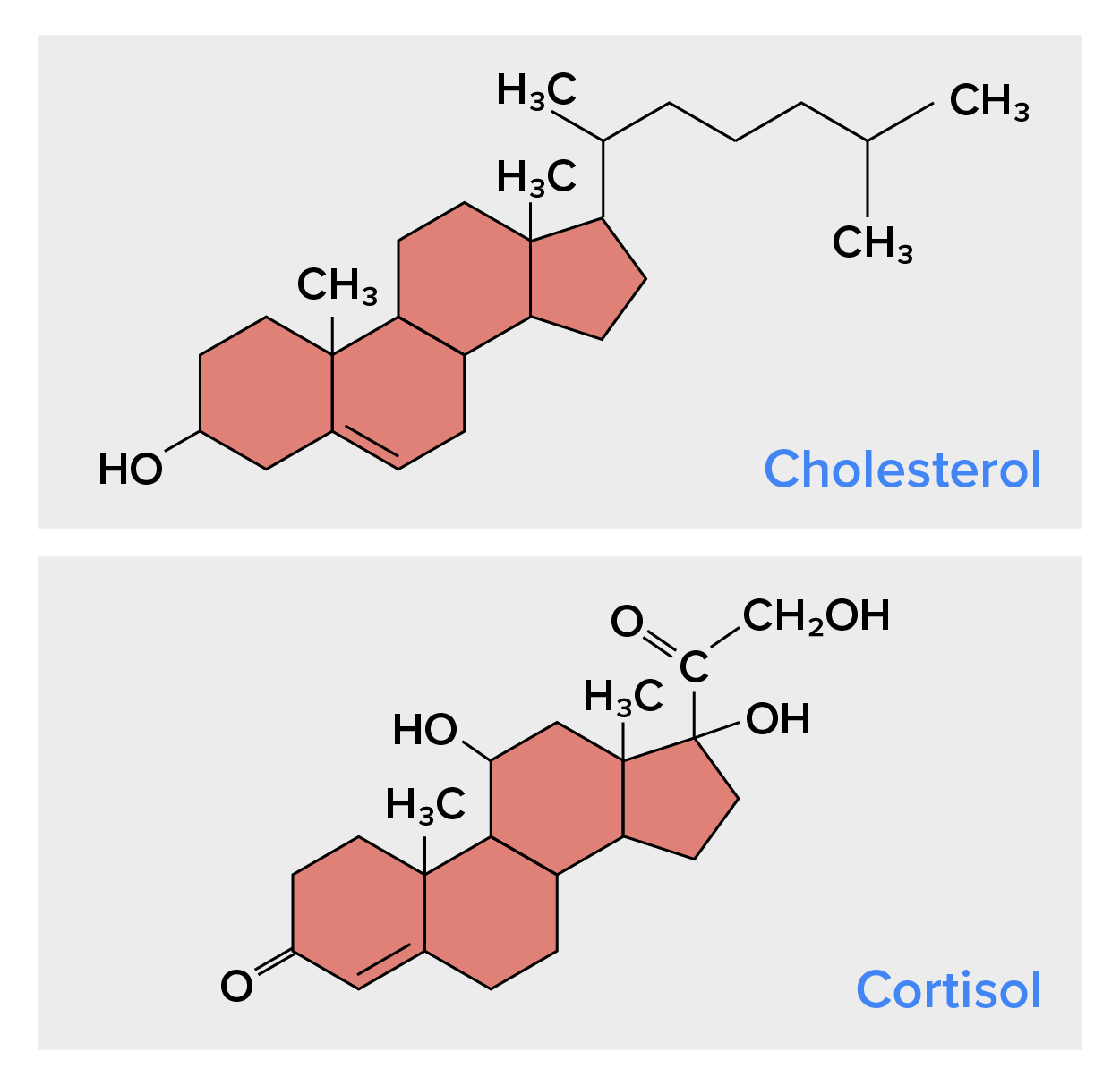 The image of the chemical structure of cholesterol. Next to it is the chemical structure of cortisol.
