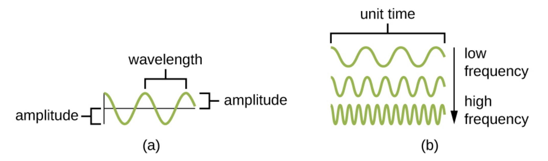 A wavy line with evenly repeating waves upwards and downwards. A straight line through the center of the wavy line indicates the base of the waves. The distance from the peak of one wave to another is the wavelength. The distance from the baseline to the peak of a wave or the distance from the baseline to the trough of a wave is called the amplitude. Figure b shows three waves with unit time labeled across the bottom. The top line has waves that are widely spread apart. Waves with a wide wavelength have a low frequency. The bottom line has waves that are close together. Waves with a narrow wavelength have a high frequency. The middle line has a medium wavelength and therefore a medium frequency.