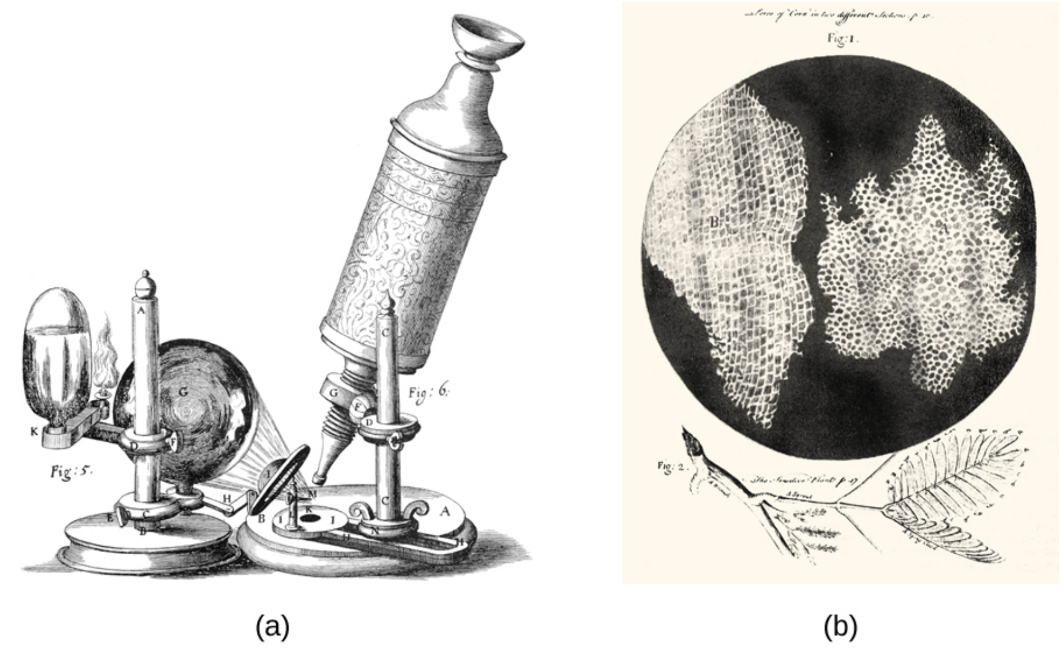 A microscope drawing showing a tube with an eyepiece at the top and a small lens pointed at the circle on the base of the apparatus. A larger lens focuses light from a candle at the circle on the base of the apparatus. A drawing of a leaf at the bottom above that is a black circle with two large, irregular-shaped regions. Each of these regions is filled with tiny white rectangles arranged in rows.