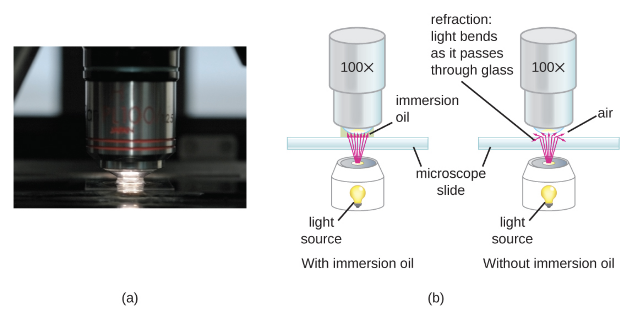 A photograph showing a close-up of a lens from a brightfield microscope. The lens is nearly touching the slide below it and there is oil spanning the space between the lens and the slide. Diagram b light traveling from the light source through the microscope slide. Without oil, the light refracts as it passes through the glass. Many of these refracted light beams do not meet the lens of the microscope. With immersion oil, the light beams travel from the slide, through the immersion oil, to the microscope lens with minimal refraction.