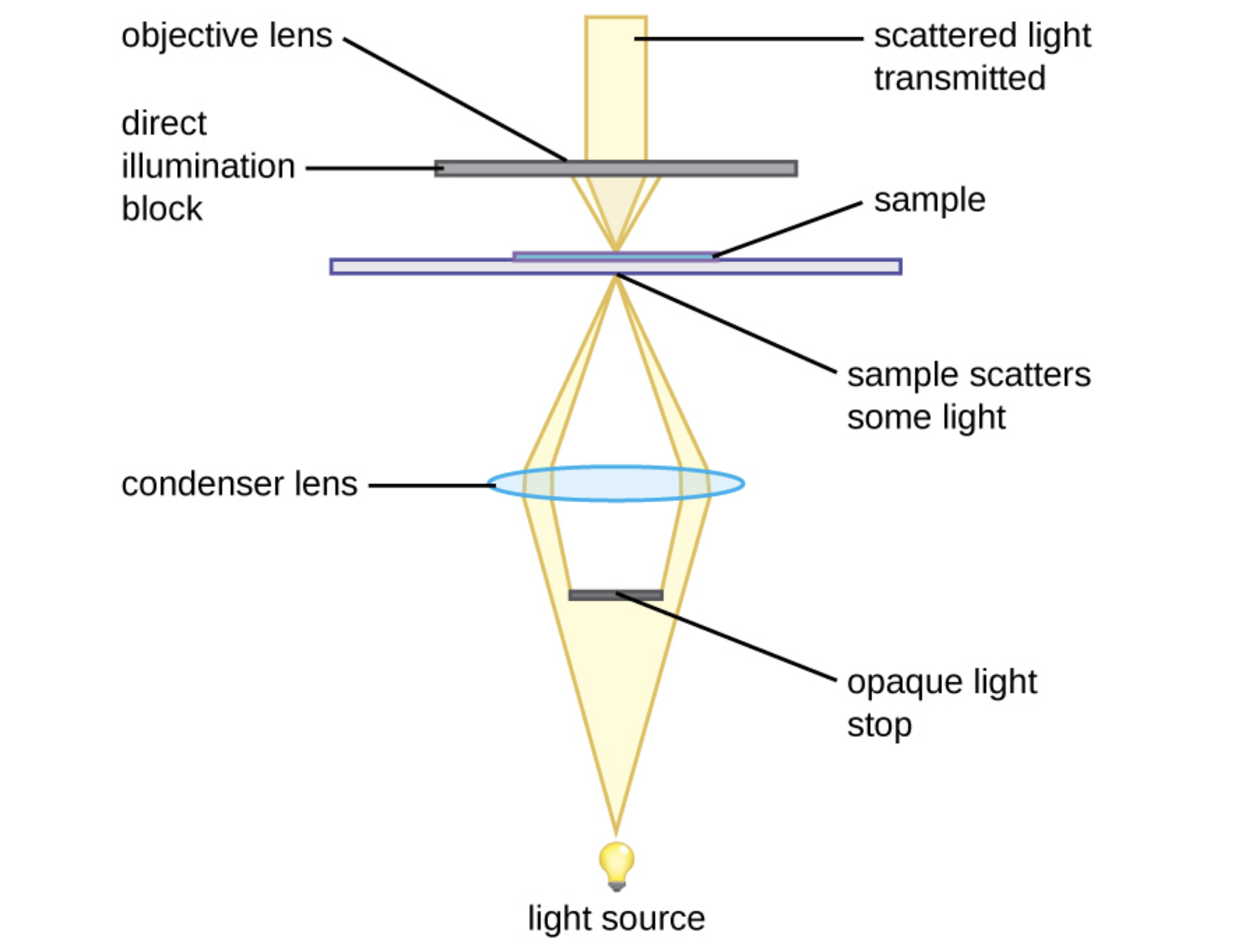 A diagram showing the light path in a darkfield microscope. Light travels from the light source to an opaque light stop which blocks the center of the light beam. The outer beams are focused by a condenser lens onto the sample on the slide. The sample scatters some of the light. Another objective lens blocks direct illumination but transmits scattered light.