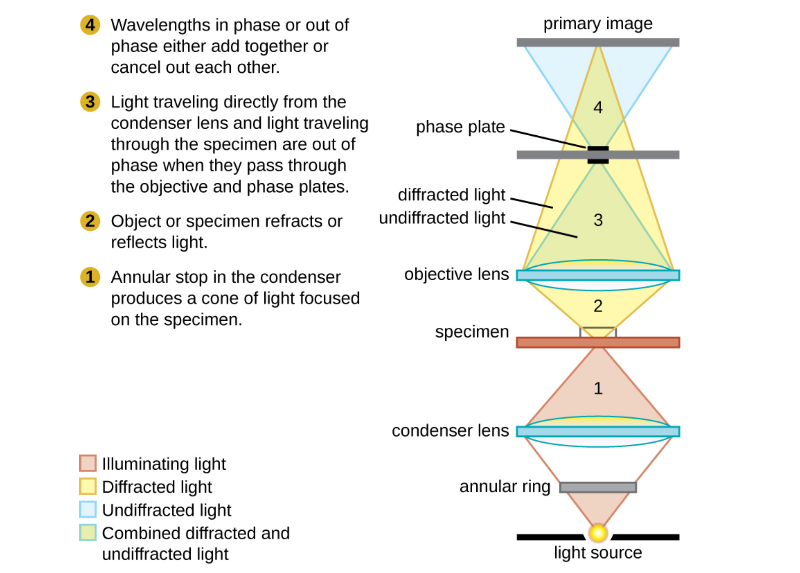 This diagram of a phase-contrast microscope illustrates phase differences between light passing through the object and the background. These differences are produced by passing the rays through different parts of a phase plate. The light rays are superimposed in the image plane, producing contrast because of their interference.