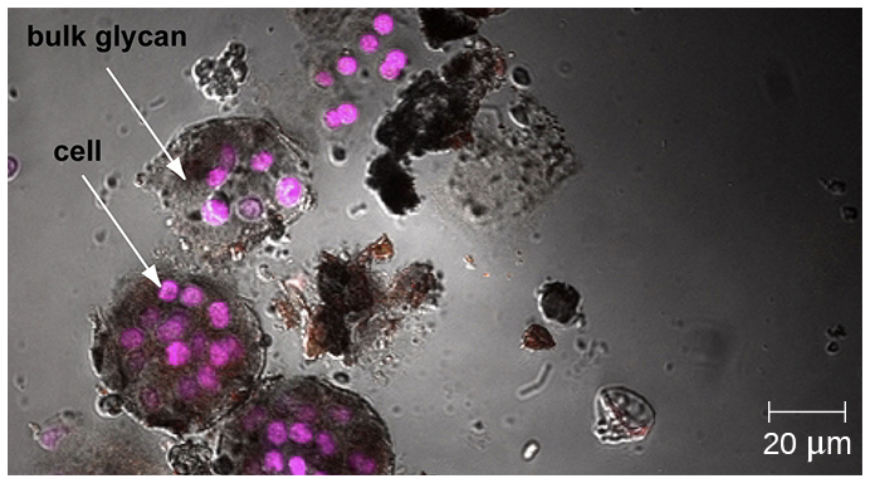 A micrograph showing purple spheres (cells) clustered in dark gray bundles (bulk glycans).