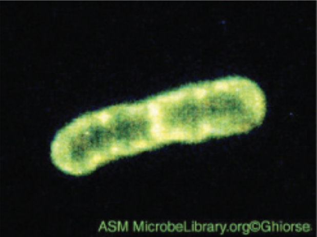 Fluorescence uses fluorescent stains to produce an image. Fluorescent microscopes can be used to identify pathogens, to find particular species, distinguish living from dead, or find the location of particular molecules within a cell; also used for immunofluorescence. The sample image (<i>Pseuodomonas putida</i> stained with fluorescent dyes to visualize capsule) shows a green rod on a black background.