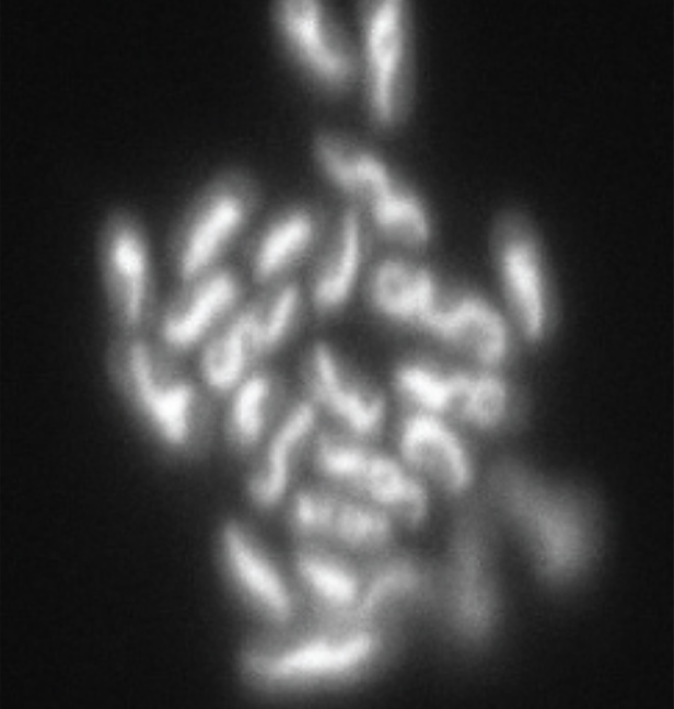 Confocal microscopes use a laser to scan multiple z-planes successively, producing numerous two-dimensional, high-resolution images at various depths that can be constructed into a three-dimensional image by a computer, making this useful for examining thick specimens such as biofilms.