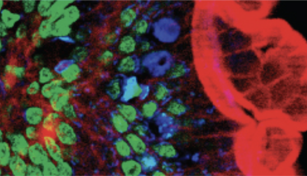 The sample image (mouse intestine cells stained with fluorescent dye) shows cells of various colors on a dark background.