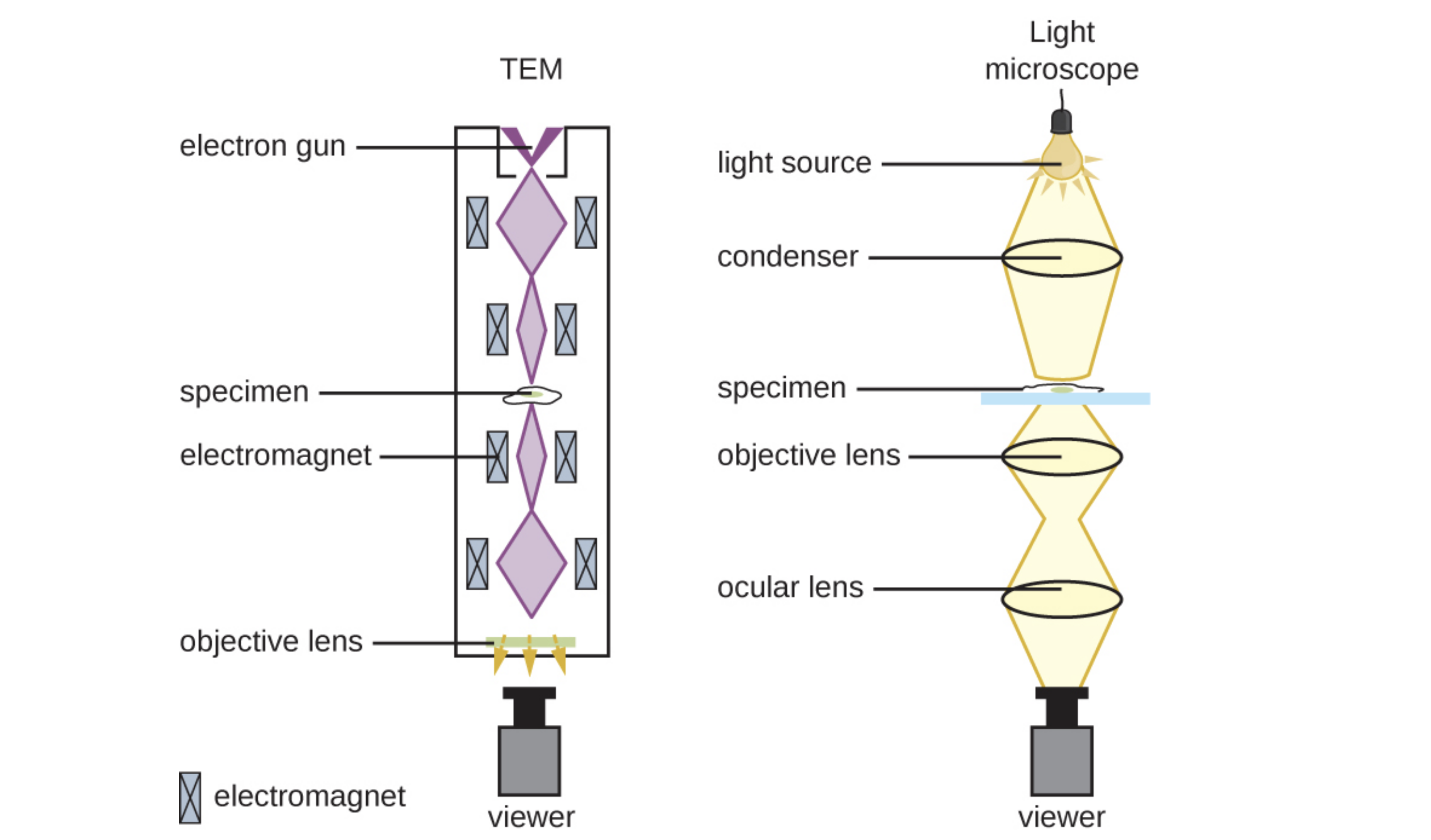 Diagrams comparing TEM and light microscopes are shown. In the light microscope light from the light source is focused by the condenser onto the specimen. The light is then further focused by the objective lens and the ocular lens and finally reaches the viewer. In a TEM, an electron gun releases electrons through a tube. These electrons are focused on the specimen by electromagnets on the edge of the tube. The electron beam then reaches the objective lens and finally the viewer.