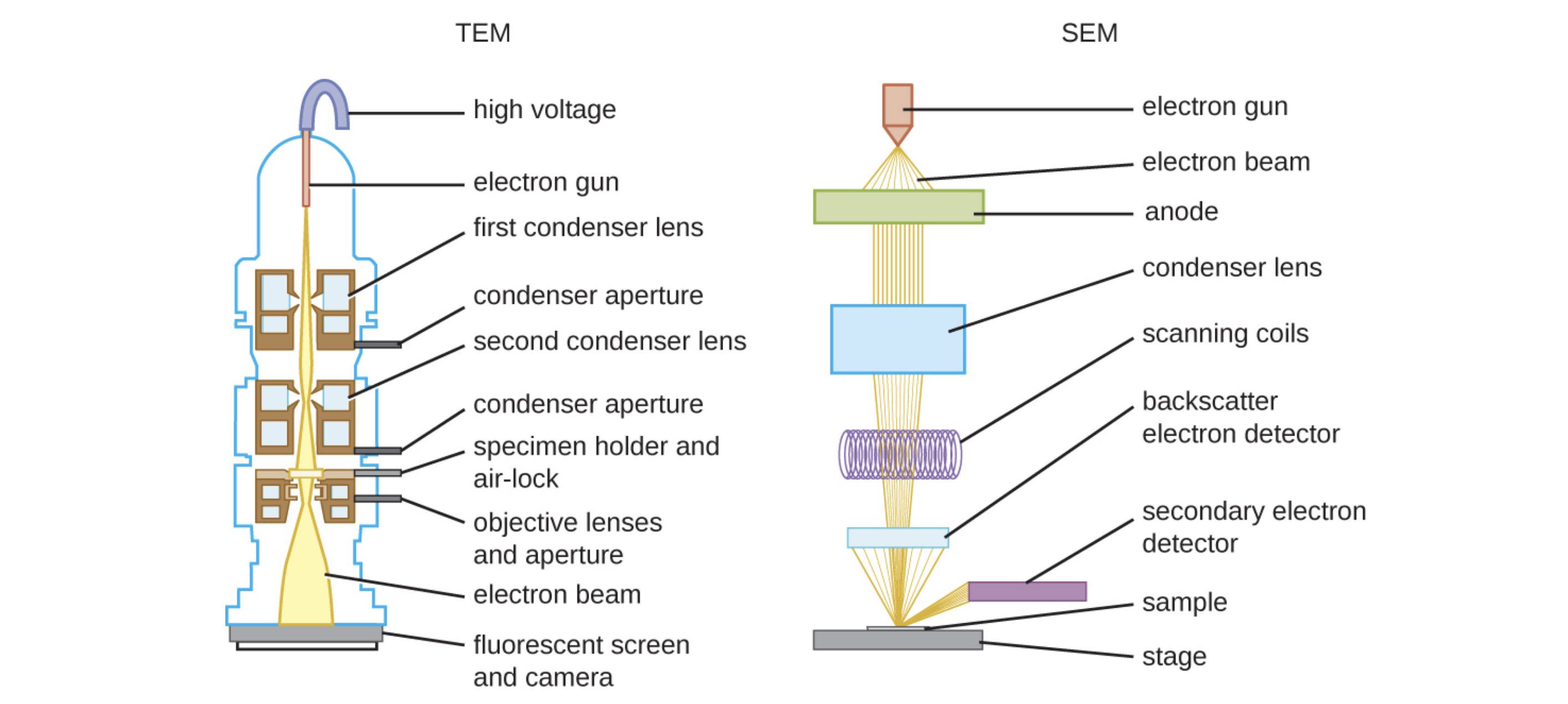 The TEM diagram show a high voltage wire attached to an electron gun which releases a beam of electrons. The electron beam passes by the first condenser lens (connected to a condenser aperture), then the second condenser lens (also connected to a condenser aperture), and then through the specimen on the specimen holder and airlock (which is also connected to an objective lens and aperture). Finally, the electron beam travels to the fluorescent screen and camera. The SEM begins with an electron gun that fires electron beams through an anode, through a condenser lens, through scanning coils and onto the sample on the stage. A backscatter electron detector detects electrons that travel directly back from the sample; secondary electron detectors detect electrons that travel to the sides.