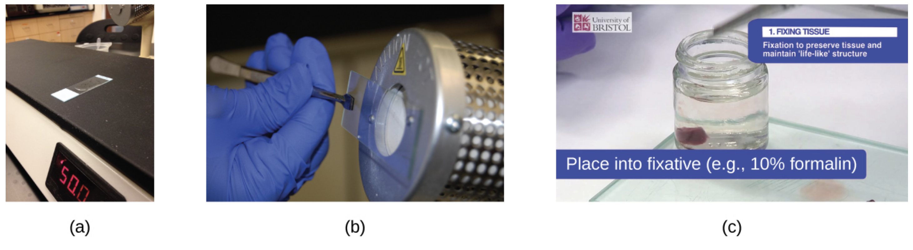 Photograph A slide sitting on a flat heating surface. B, shows a person holding a slide in front of a heated metal cylinder. C shows a sample of tissue in a container of clear liquid. Accompanying text reads, Place into fixative (e.g., 10 percent formalin).