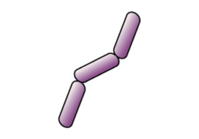 Gram-negative rod-shaped bacteria that stain purple after the crystal violet stain is added in step one of the gram stain process, and also after the iodine in step 2 is added.