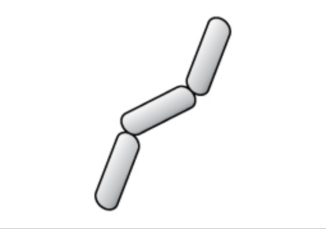 Gram-negative rod-shaped bacteria that show the purple stain removed after the decolorizer is applied in step 3 of the gram stain procedure.