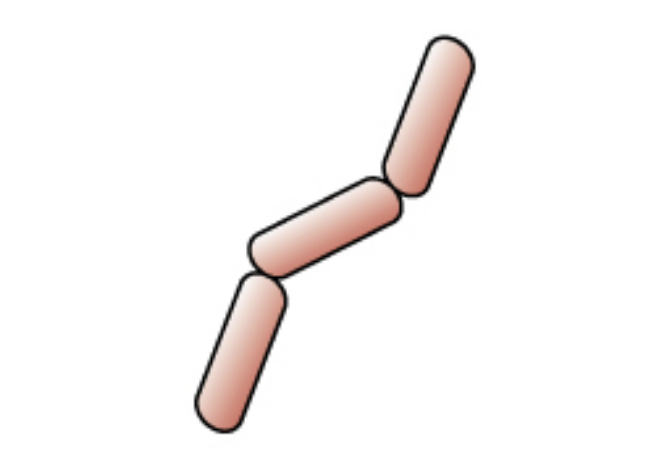 Gram-negative rod-shaped bacteria that are stained a pink/red color after the safranin stain is added in step 4 of the gram stain procedure.