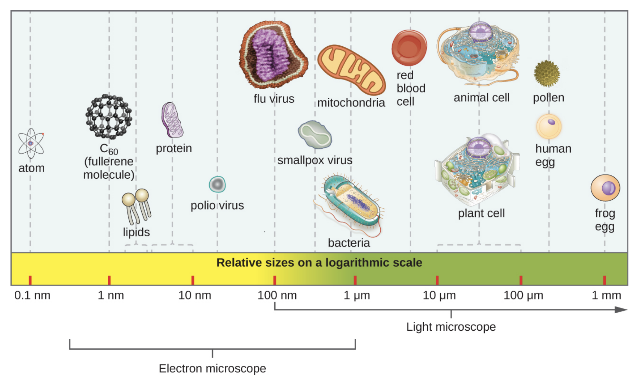 A bar along the bottom indicates size of various objects. At the far right is a from egg at approximately 1 mm. To the left are a human egg and a pollen grain at approximately 0.1 mm. Next are a standard plant and animal cell which range from 10–100 µm. Next is a red blood cell at just under 10 µm. Next are a mitochondrion and bacterial cell at approximately 1 µm. Next is a smallpox virus at approximately 500 nm. Next is a flu virus at approximately 100 nm. Next is a polio virus at approximately 50 nm. Next are proteins which range from 5–10 nm. Next are lipids which range from 2-5 nm. Next is C60 (fullerene molecule) which is approximately 1 nm. Finally, atoms are approximately 0.1 nm. Light microscopes can be used to view items larger than 100 nm (the size of a flu virus). Electron microscopes are useful for materials from 1.5 nm (larger than an atom) to 1 µm (the size of many bacteria).