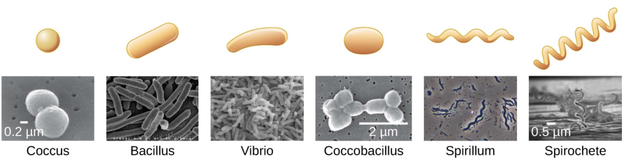 Each shape designation includes a drawing and a micrograph. Coccus is a spherical shape. Bacillus is a rod shape. Vibrio is the shape of a comma. Coccobacillus is an elongated oval. Spirillum is a rigid spiral. Spirochete is a flexible spiral.