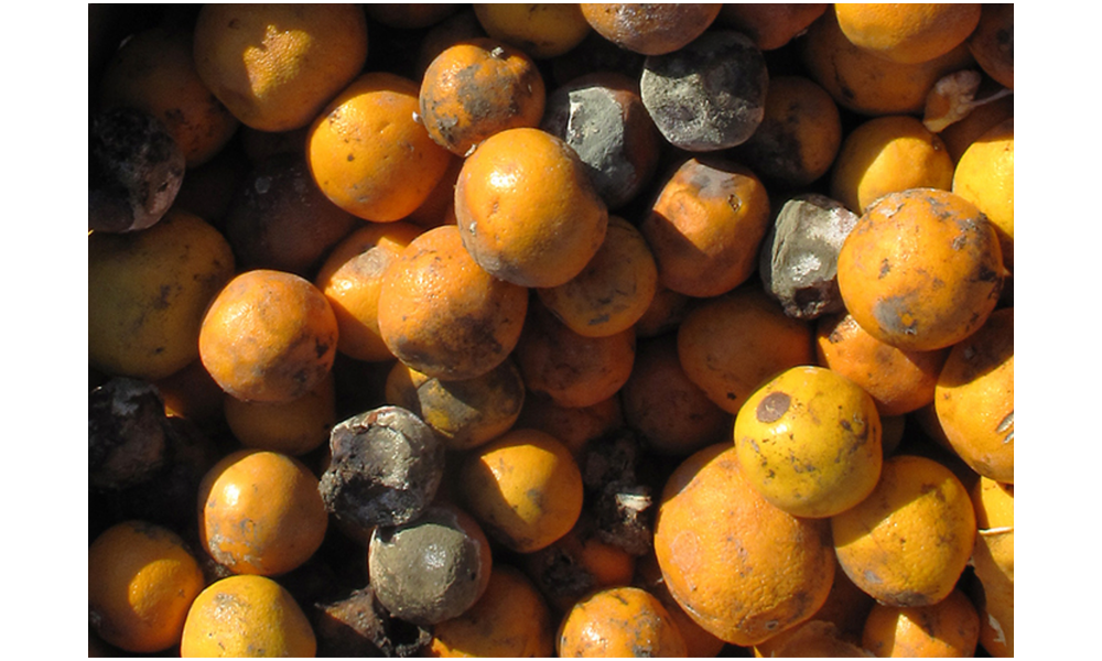 Large colonies of microscopic fungi can often be observed with the naked eye, as seen on the surface of these moldy oranges.