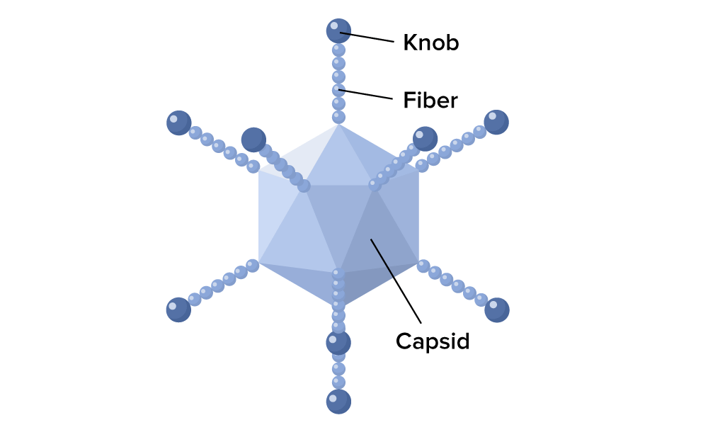 A virus has a capsid with many flat triangular sides and thin fibers extending outward from each vertex to a spherical knob.