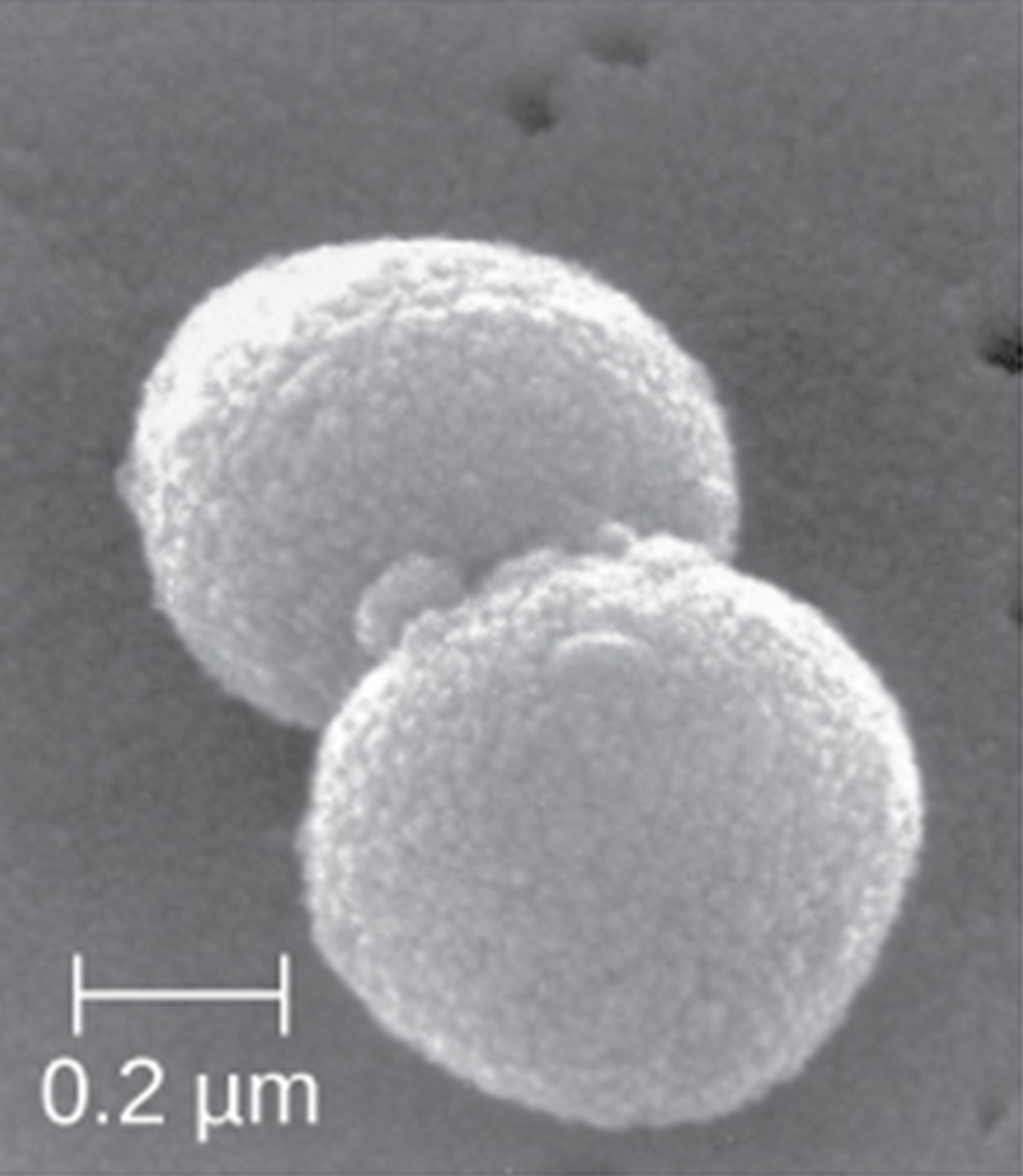 Image of coccus shape.