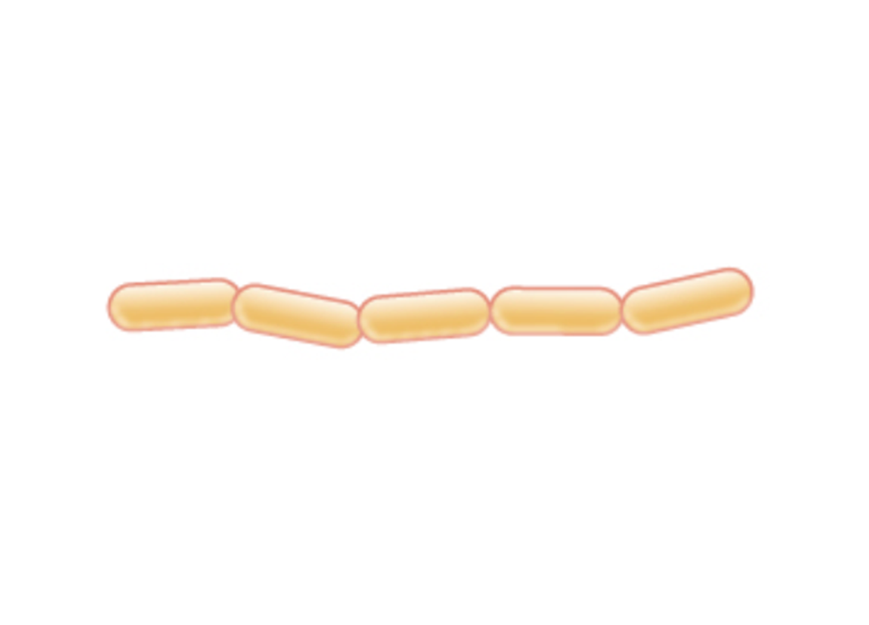 The term streptobacillus (plural streptobacilli) is the name for a chain of rods; the rectangles are connected into a long chain.