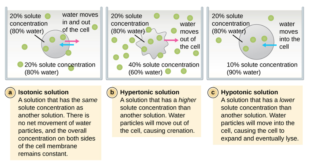 The effects of different environments on a cell. (a) When a solution is isotonic to a cell (20% solute concentration in the solution and the cell), water moves in and out of the cell but there is no net change. (b) When a solution is hypertonic to a cell (40 percent solute concentration in the solution and 20 percent solute concentration in the cell), there is a net movement of water out of the cell. (c) When a solution is hypotonic to a cell (10 percent solute concentration in the solution and 20 percent solute concentration in the cell), there is a net movement of water into the cell.