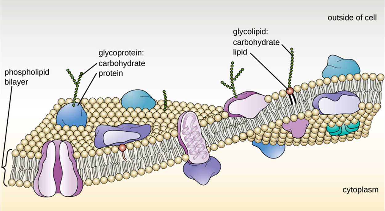 Structure of a plasma membrane. It has two layers of phospholipids, each positioned with the phosphate facing out and the lipid tail facing in. There are varied proteins embedded in the membrane, some of which have attached carbohydrate chains.