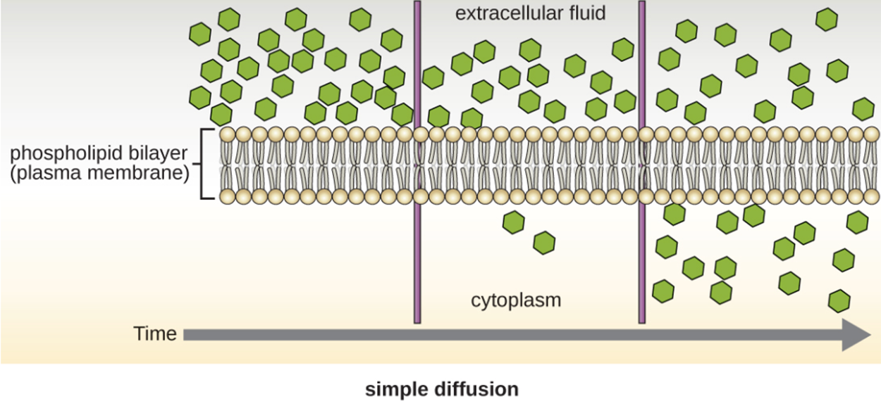 In diffusion, initially, there are many molecules in the extracellular fluid above the plasma membrane and none in the cytoplasm below. Over time, molecules cross the membrane until the concentration is even inside and outside of the cell.