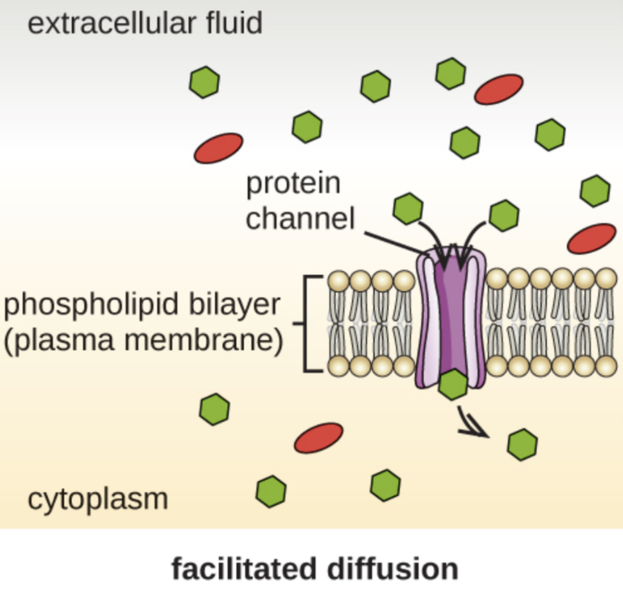 In facilitated diffusion, a protein channel allows molecules to move from an area of high concentration in the extracellular fluid to an area of lower concentration in the cytoplasm.