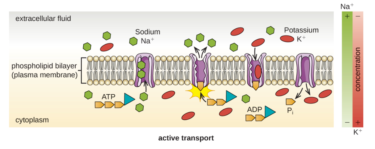 Active transport by the sodium potassium pump. Sodium ions move from the cytoplasm into a protein. ATP provides energy to pump the sodium into the extracellular fluid and potassium ions move into the open pump. The pump opens inside of the cell and releases the potassium ions.