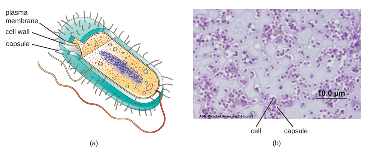 (a) a bacterial cell with an outer capsule enclosing the cell wall; and (b) a slide showing many dark ovoid bacteria against a lighter background. Each bacterium has a clear halo around it where the capsule resisted the stain taken up by the bacterium.