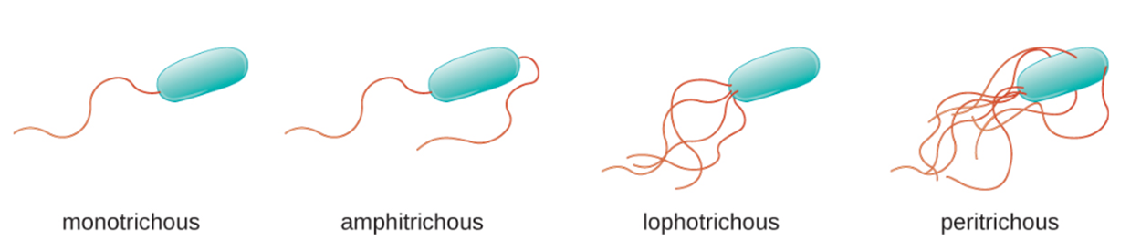 Arrangements of flagella on a rod-shaped bacterium: monotrichous, amphitrichous, lophotrichous, and peritrichous.