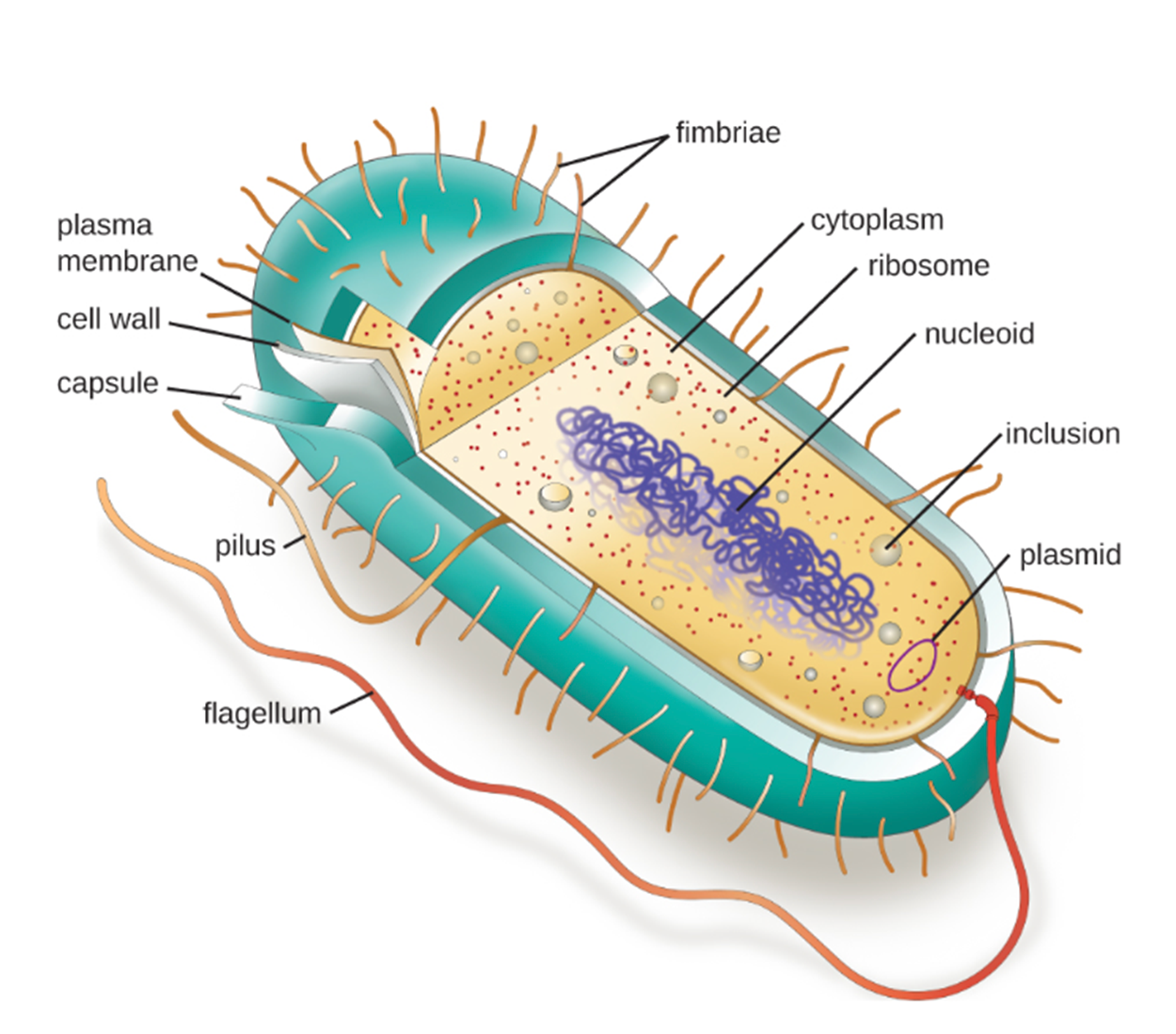 A diagram of a rod-shaped prokaryotic cell. The following structures are labeled: fimbriae, cytoplasm, ribosome, nucleoid, inclusion, plasmid, flagellum, pilus, capsule, cell wall, and plasma membrane.