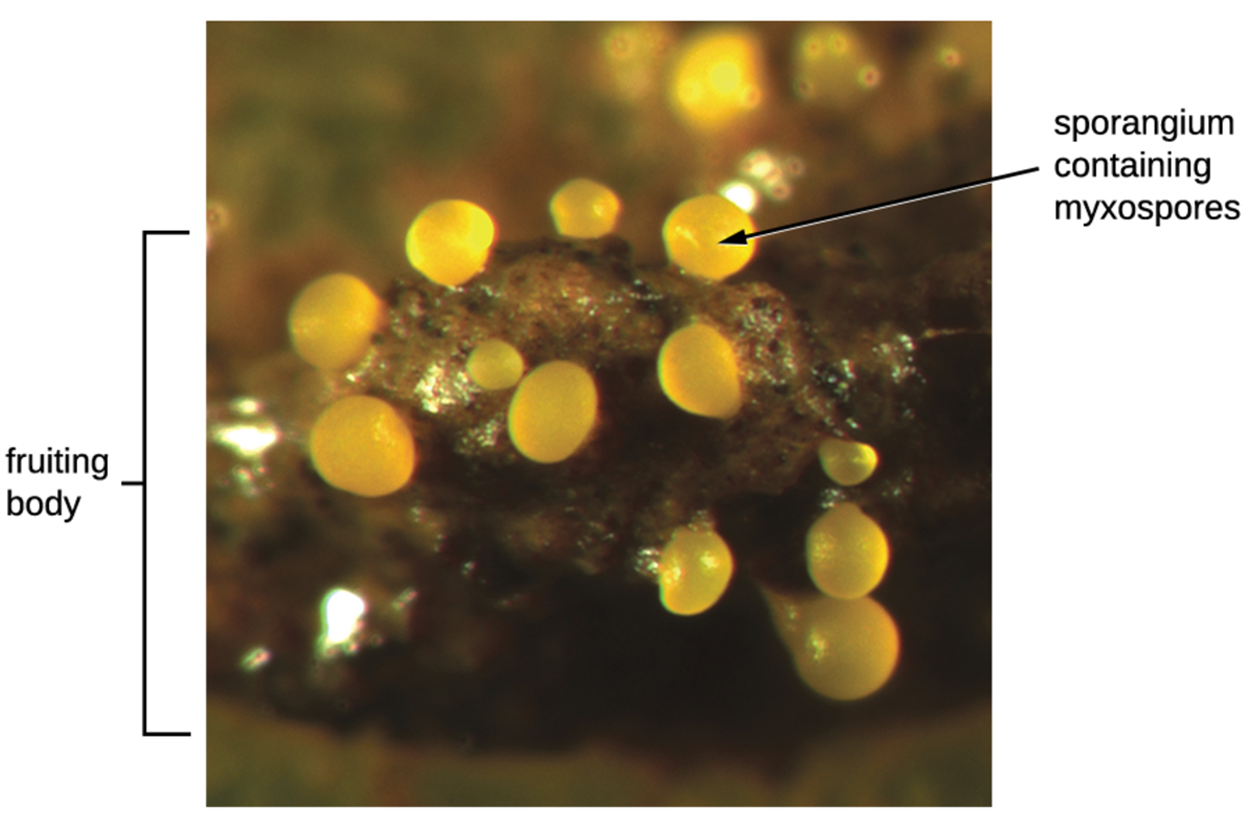 A round structure labeled fruiting body. Smaller spheres on this structure are labeled sporangium containing myxospores.