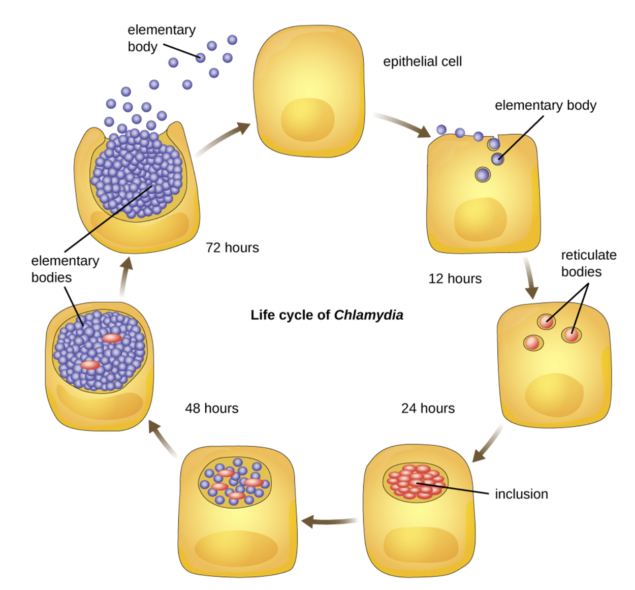 The life cycle of Chlamydia. An epithelial cell is infected by small spheres labeled elementary bodies. Within 12 hours, these form into reticulate bodies which divide to form inclusions within 24 hours. Within the inclusions more elementary bodies are formed and within 72 hours these are released when the cell ruptures.