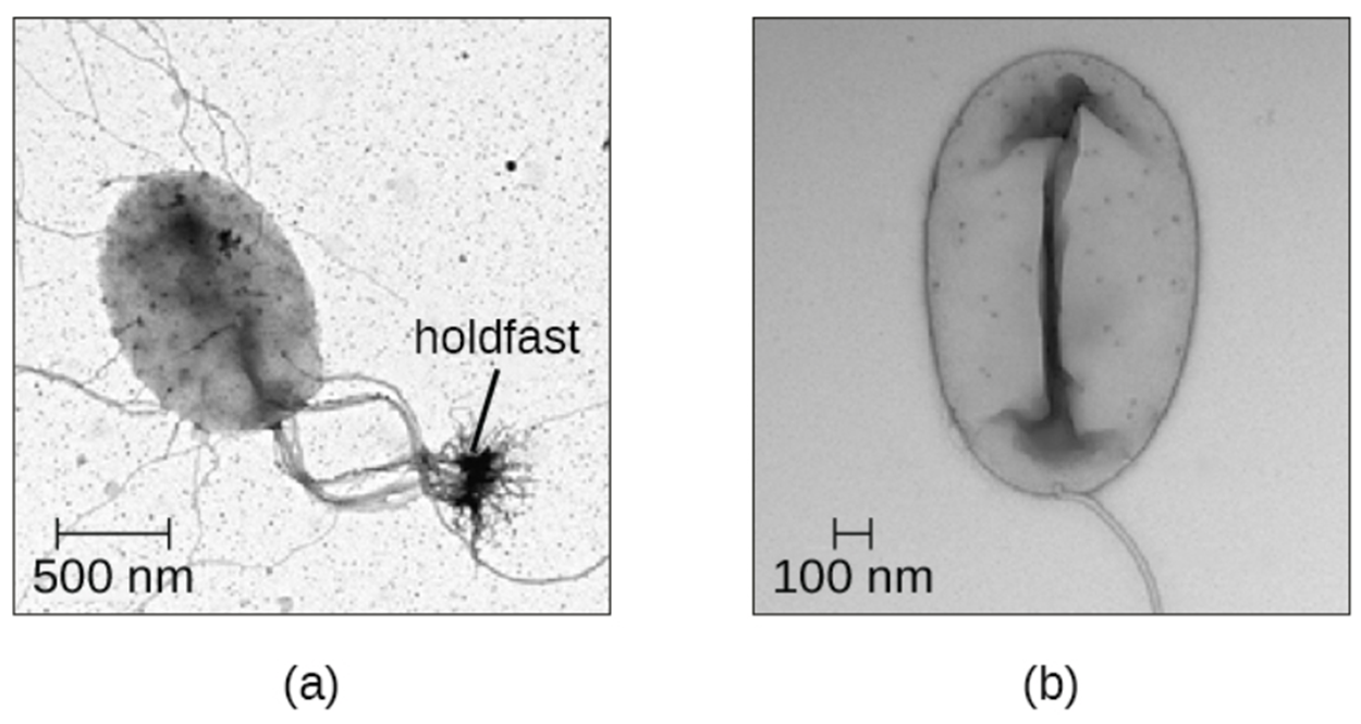 (a) A micrograph shows an oval cell with long projections attached to a root-shaped structure labeled holdfast. The oval cell is approximately 500 nm in diameter. (b) A micrograph of a similar looking cell with a long projection that is not attached to a holdfast.