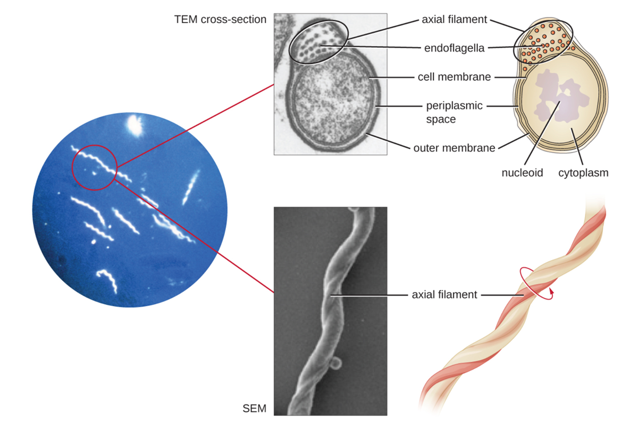 A light micrograph shows long spiral shaped cells. A TEM cross-section of these shows a circle outlined by a cell membrane. Inside the cell is the cytoplasm and a darker region labeled nucleoid. Outside of this is the periplasmic space and outside of that is an outer membrane. A bulge within the periplasmic space is labeled axial filament. Small dots within the axial filament are labeled endoflagella. An SEM from the original light micrograph shows what looks like a thin rope wound around a thicker rope. The thin rope is labeled axial filament.