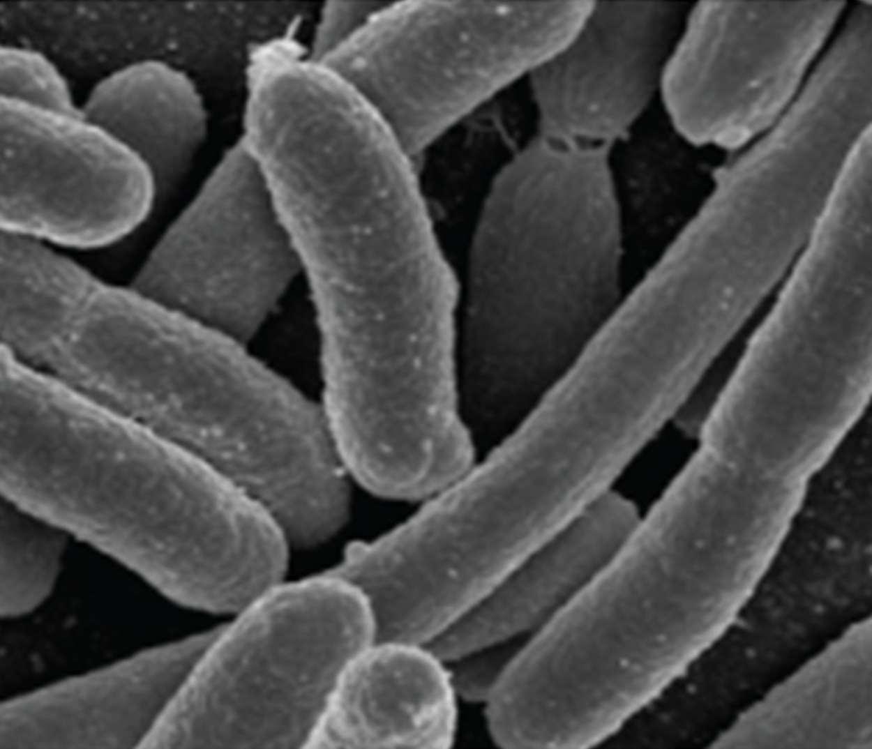 Image of bacillus shape.