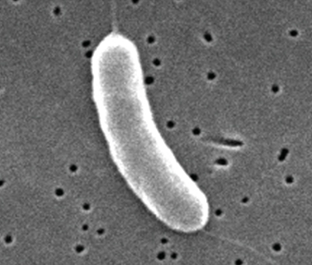 Image of vibrio shape.