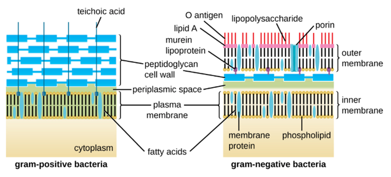 An illustration compares the cell walls of gram-positive and gram-negative bacteria. The gram-positive cell wall has a plasma membrane below a periplasmic space below a thick layer of peptidoglycan containing strands of teichoic acid. The gram-negative cell wall has a plasma membrane below a periplasmic space below a thin layer of peptidoglycan below a short space below an outer membrane with embedded porins. Murein lipoprotein extends from the lower side of the outer membrane to the peptidoglycan layer. Lipopolysaccharide extends up from the outer surface of the outer membrane. The bottom of the lipopolysaccharide is lipid A and the upper portion is O antigen.