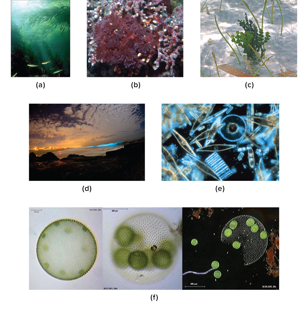 Photographs showing (a) lush strands of green kelp in the ocean. (b) Seaweed with broad, red, leaf-like structures. (c) Green leaf-like structure. (d) Lighted regions of a waterway. (e) A micrograph of cells of various shapes that look like they are made out of glass. (f) A micrograph of a sphere made of many greed dots. Smaller green spheres can be seen inside the larger sphere. The smaller spheres are released when the larger one ruptures.